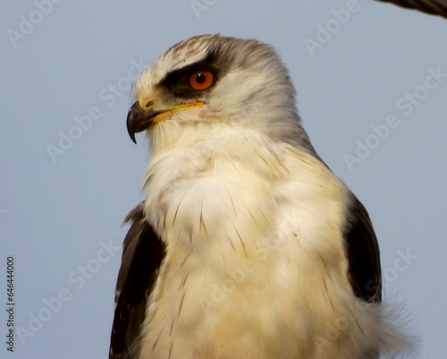 Black shouldered Kite - Portrait
