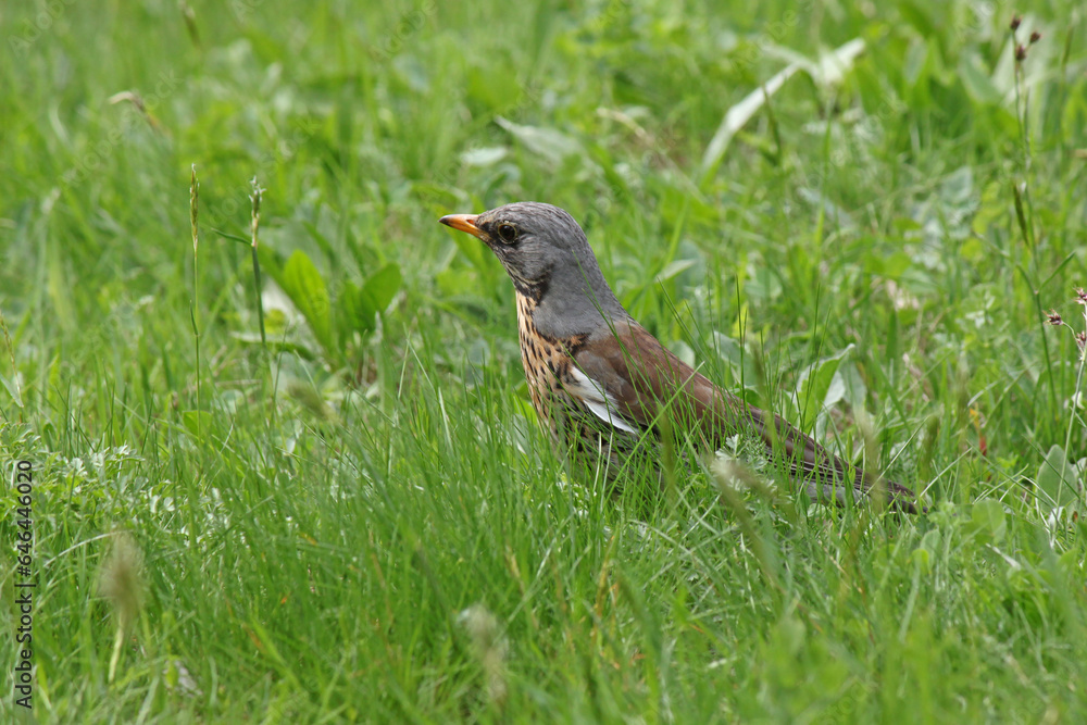 Fototapeta premium song thrush standing in green grass