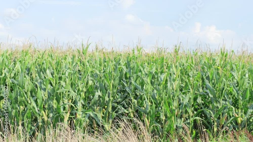夏の北海道のとうもろこし畑