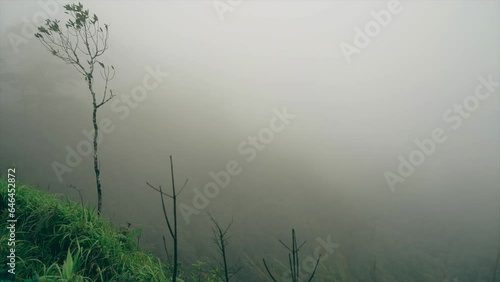 misty morning in the mountain forest