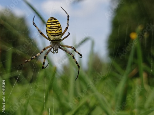 A yellow-black predatory spider 