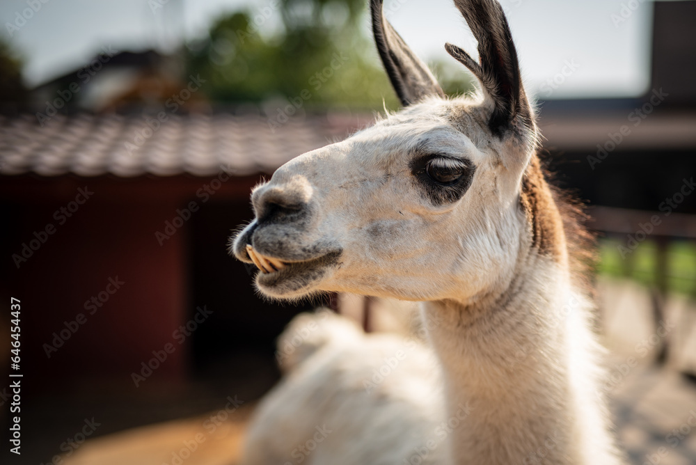 Obraz premium close up of a llama