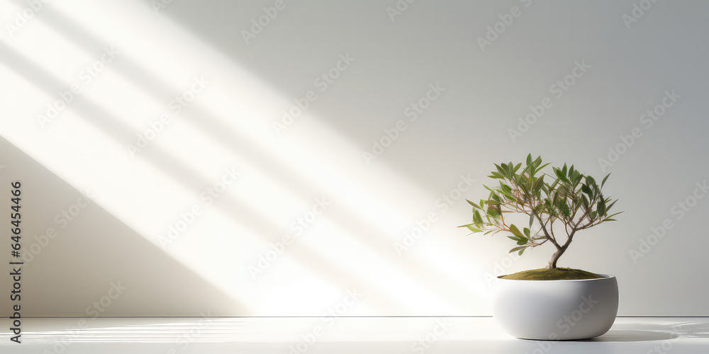 Minimal style light backdrop with blurred foliage shadow on white wall. Potted Olive bonsai tree, Beautiful blank background for presentation.
 - obrazy, fototapety, plakaty 