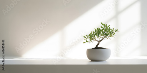 Minimal style light backdrop with blurred foliage shadow on white wall. Potted Olive bonsai tree, Beautiful blank background for presentation. 