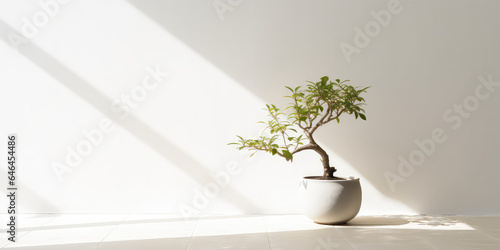 Minimal style light backdrop with blurred foliage shadow on white wall. Potted Olive bonsai tree, Beautiful blank background for presentation. 