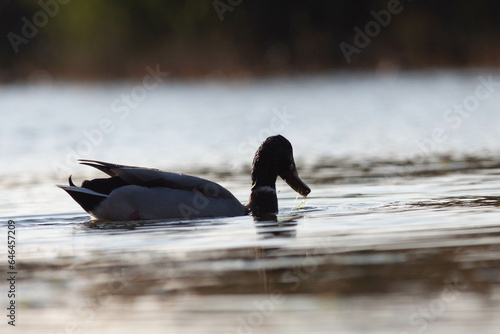 Goose photo