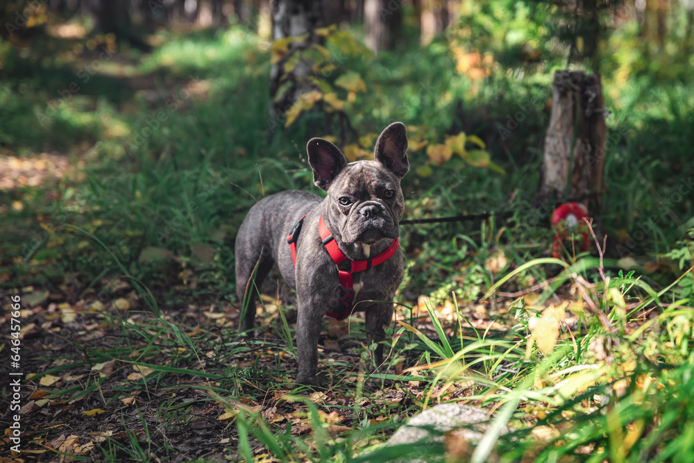 beautiful brindle french bulldog in a harness on a walk beautiful brindle french bulldog in a harness on a walk