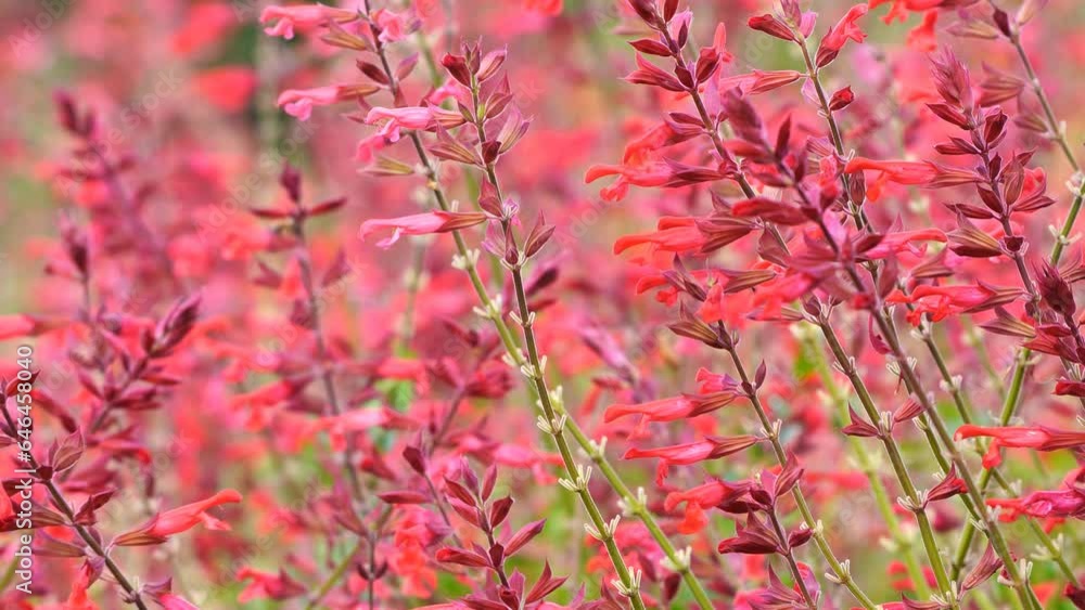 Red salvia flower background with bees in Toronto Botanical Gardens Red salvia flower background with bees in Toronto Botanical Gardens