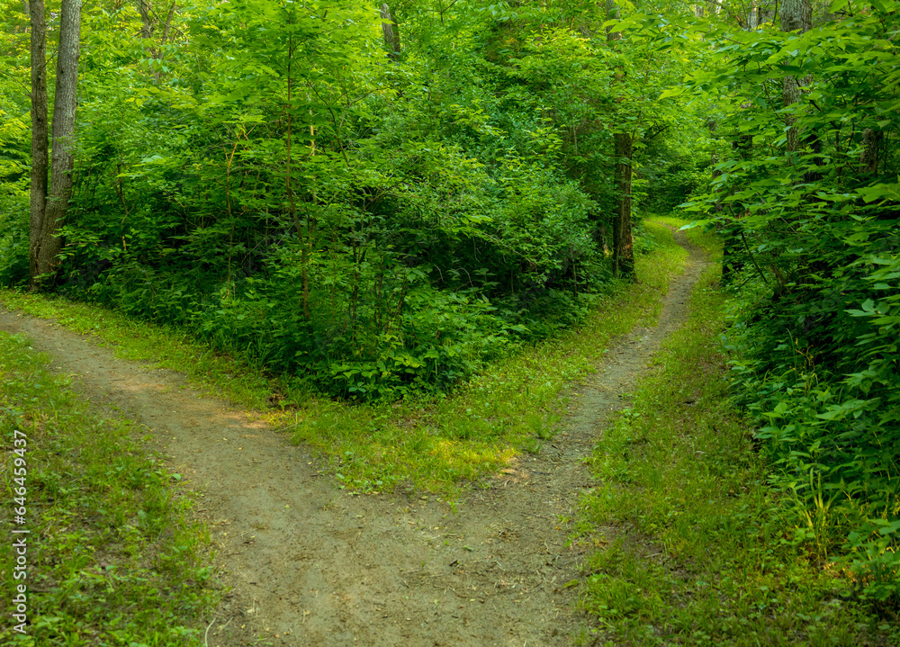 Obraz premium forked path in the forest in the summer