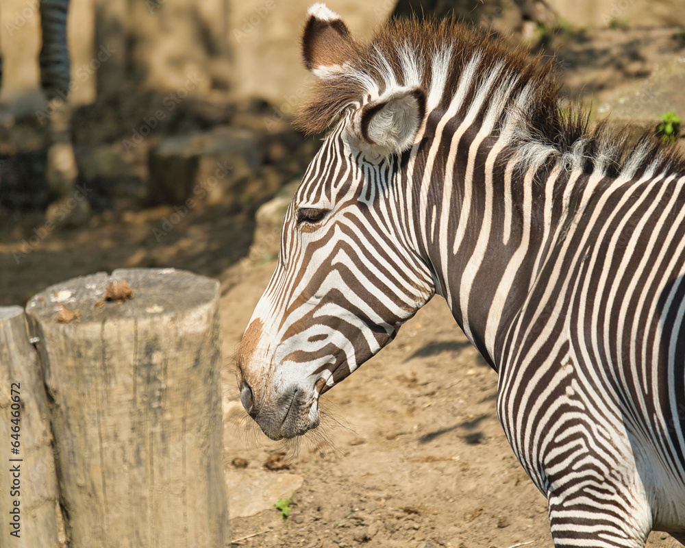 The gravy zebra in the Paris zoologic park, formerly known as the Bois de Vincennes, 12th arrondissement of Paris, which covers an area of 14.5 hectares The gravy zebra in the Paris zoologic park, formerly known as the Bois de Vincennes, 12th arrondissement of Paris, which covers an area of 14.5 hectares