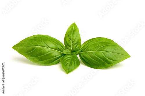Fresh basil leaf, isolated on white background.