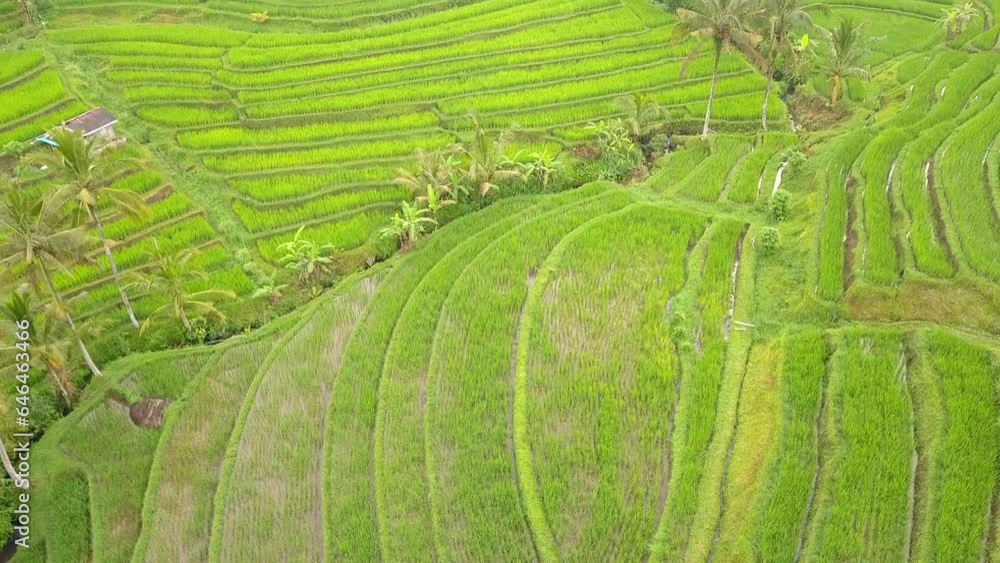 Rice Fields Terraces. Aerial View Rice Fields Terraces. Aerial View