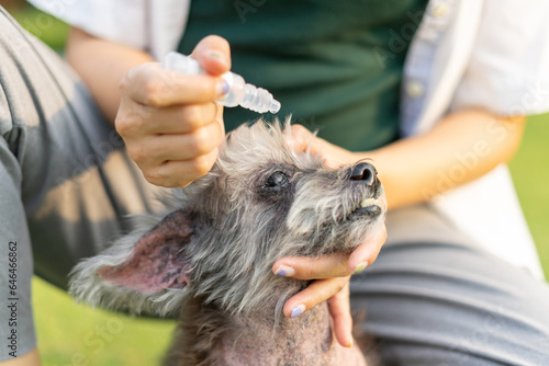 Pet care worker taking care of her cute dog for medicine in eyes. Female hands dripping artificial tears to prevent eye disease in park. Vet applying eye drop in dog eye. photo