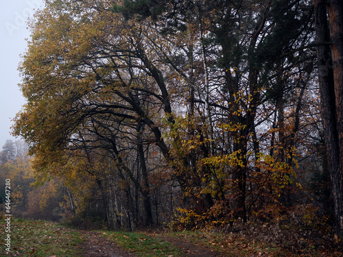 Jesienny listopadowy krajobraz jest wyj  tkowo malowniczy i nostalgiczny