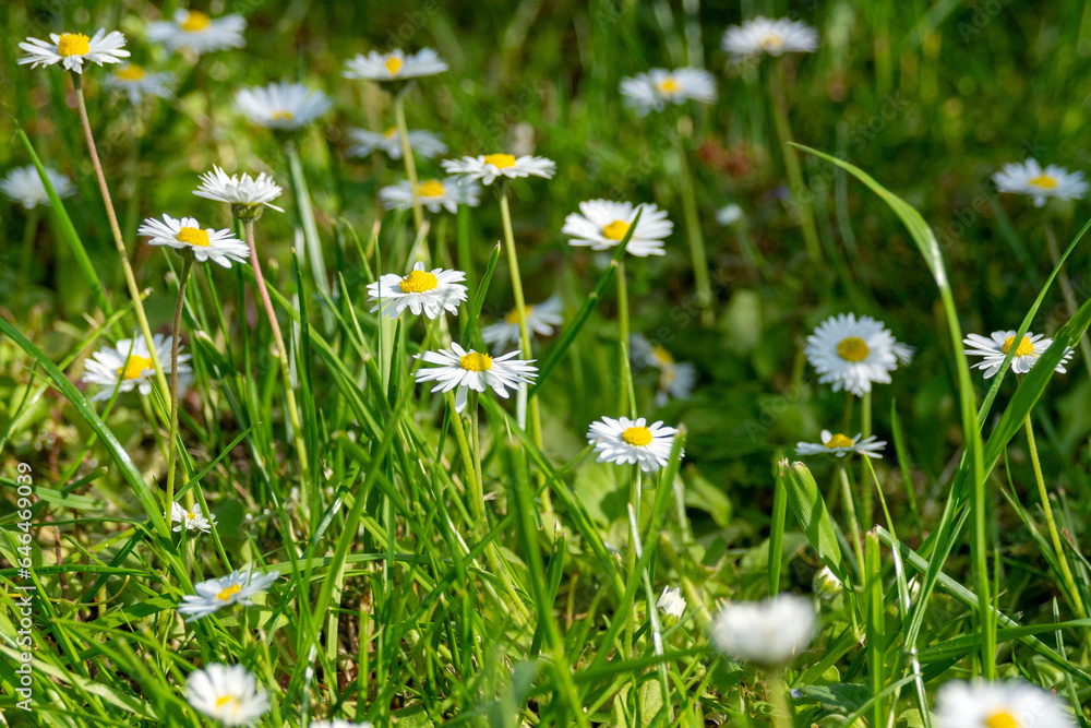Delicate white chamomile flowers or Bellis perennis in the garden. Floral background, selective focus Delicate white chamomile flowers or Bellis perennis in the garden. Floral background, selective focus