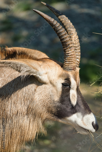 Roan antelope closeup in the Paris zoologic park, formerly known as the Bois de Vincennes, 12th arrondissement of Paris, which covers an area of 14.5 hectares photo