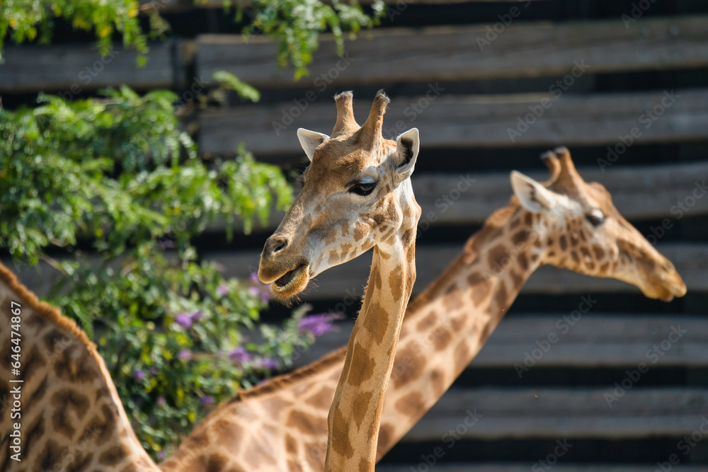 The West African giraffe head shots in the Paris zoologic park, formerly known as the Bois de Vincennes, 12th arrondissement of Paris, which covers an area of 14.5 hectares The West African giraffe head shots in the Paris zoologic park, formerly known as the Bois de Vincennes, 12th arrondissement of Paris, which covers an area of 14.5 hectares