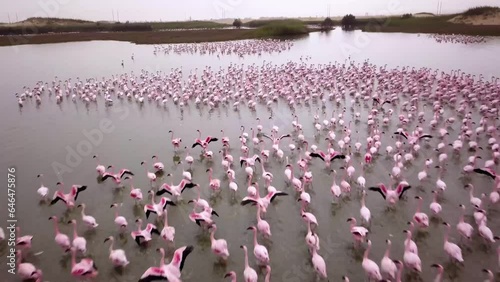 Aerial drone footage of a huge colony of lesser flamingos Phoenicopterus minor. Flying close to flamingos near Walvis Bay in Namibia. Rosy flamingo birds feeding in a lagoon. High quality 4k footage photo