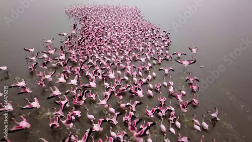 Aerial drone footage of a huge colony of lesser flamingos Phoenicopterus minor. Flying close to flamingos near Walvis Bay in Namibia. Rosy flamingo birds feeding in a lagoon. High quality 4k footage photo