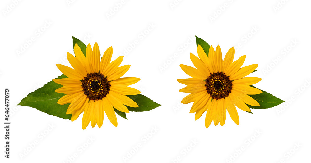 Two sunflower flowers with leaves isolated on a transparent background. Top view, close-up. Element for creating collage or design, postcards, invitations Two sunflower flowers with leaves isolated on a transparent background. Top view, close-up. Element for creating collage or design, postcards, invitations