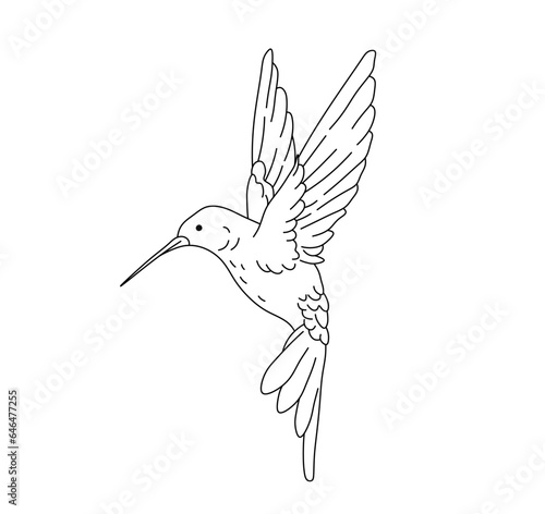 Vector isolated one single flying hummingbird side view with outstratched wings up colorless black and white contour line easy drawing