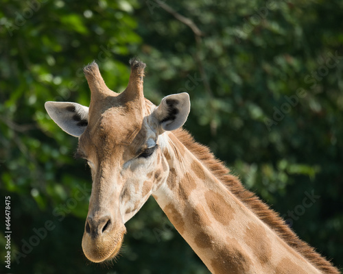  The West African giraffe head shots in the Paris zoologic park, formerly known as the Bois de Vincennes, 12th arrondissement of Paris, which covers an area of 14.5 hectares