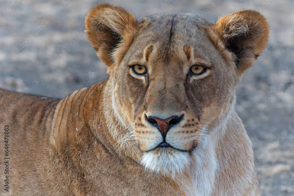 Portrait of a lioness in the late afternoon in Mashatu Game Reserve in the Tuli Block in Botswana Portrait of a lioness in the late afternoon in Mashatu Game Reserve in the Tuli Block in Botswana