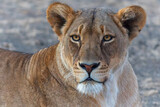Portrait of a lioness in the late afternoon in Mashatu Game Reserve in the Tuli Block in Botswana