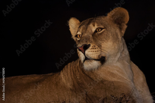 Portrait of a lioness in the late afternoon in Mashatu Game Reserve in the Tuli Block in Botswana