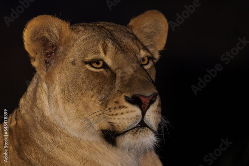 Portrait of a lioness in the late afternoon in Mashatu Game Reserve in the Tuli Block in Botswana