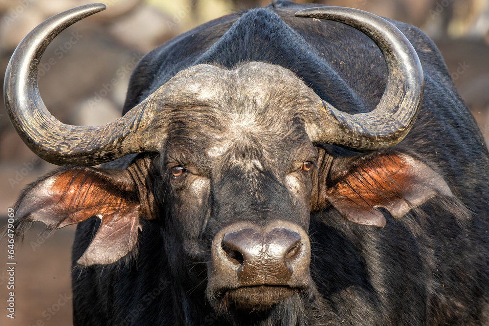 Portrait of an african buffalo in Manyeleti Game Reserve, part of the Greater Kruger Region, in South Africa Portrait of an african buffalo in Manyeleti Game Reserve, part of the Greater Kruger Region, in South Africa