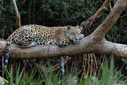 Jaguar (Panthera onca) resting in a tree in the wetlands of the Northern Pantanal in Mata Grosso in Brazil