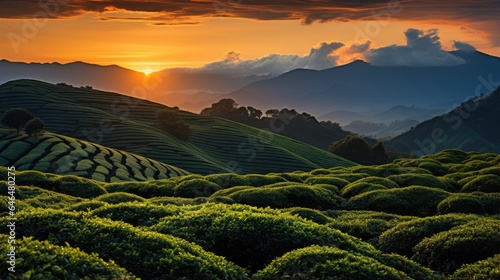 tea plantation sunset with orange light © gufron