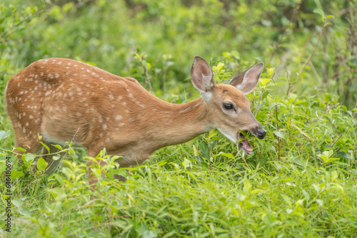 Fototapeta Naklejka Na Ścianę i Meble -  White-tailed Deer ( Odocoileus virginianus) Fawn Eating Grass in Field
