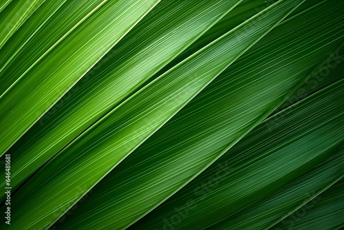 Striped of palm leaf texture background.