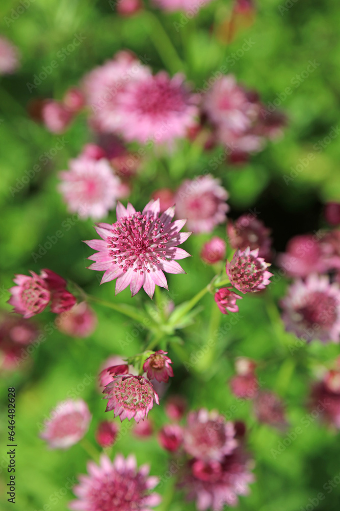 Closeup of Masterwort flowers, Yorkshire England
Closeup of Masterwort flowers, Yorkshire England