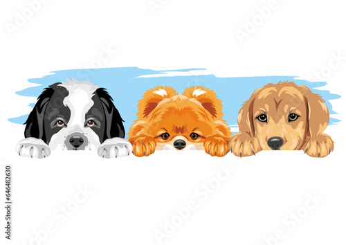Pomeranian dog, Golden Retriever and Saint Bernard dog are best friends