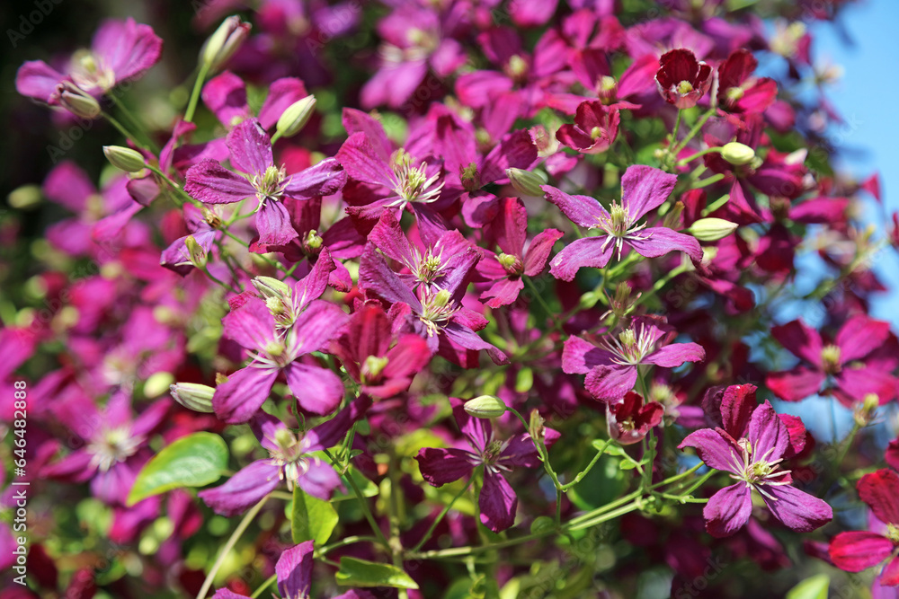 Sunlit Purple Clematis blooms, Yorkshire England
Sunlit Purple Clematis blooms, Yorkshire England
