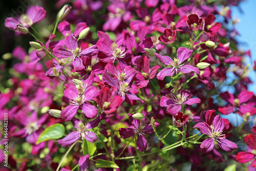 Sunlit Purple Clematis blooms, Yorkshire England
