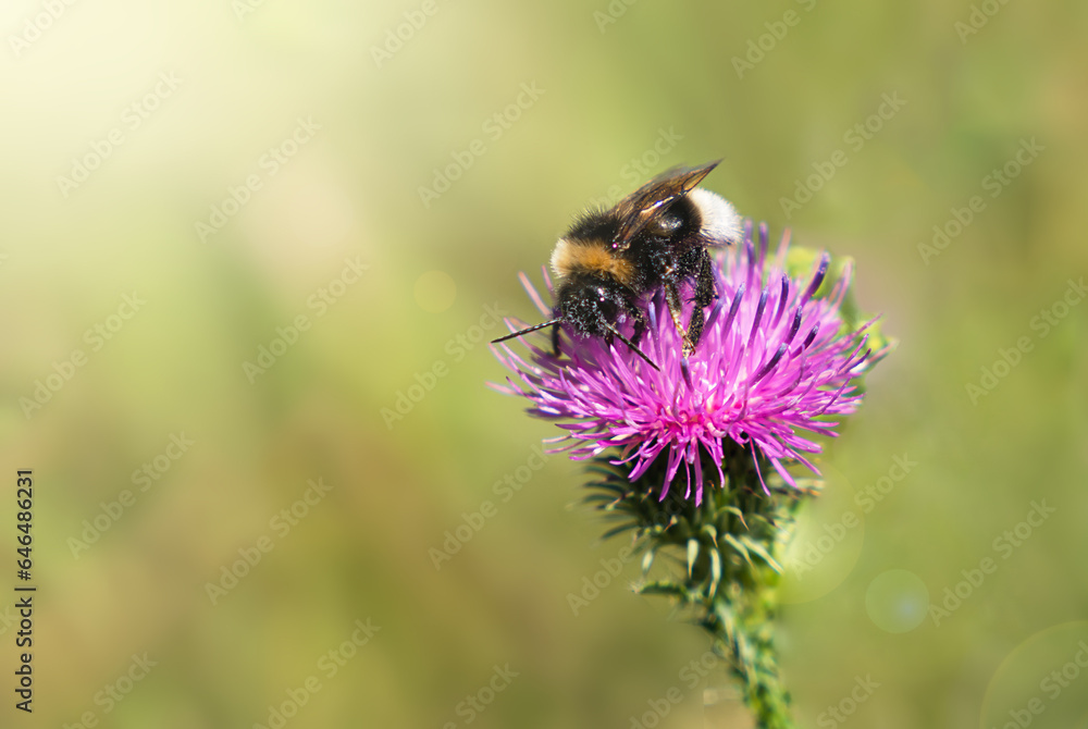 Bumblebee collects flower nectar on a wild flower. Close-up. Copy space. Selective focus. Bumblebee collects flower nectar on a wild flower. Close-up. Copy space. Selective focus.