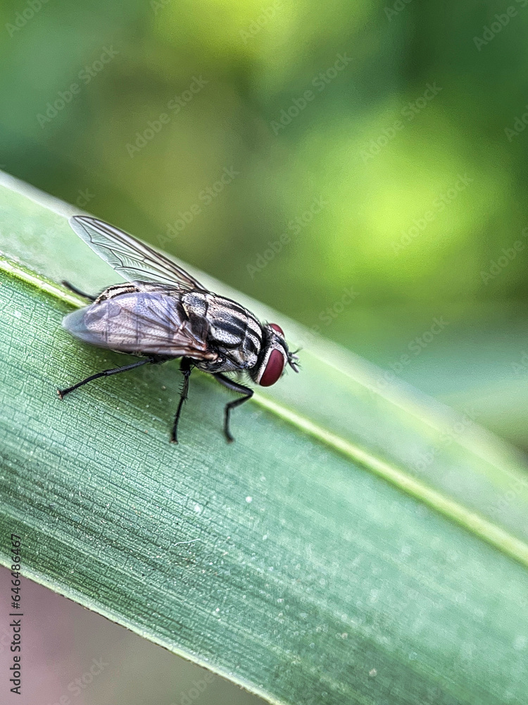 Close-up macro shot House fly, Fly, House fly on leaf. Exotic Drosophila Fruit Fly Diptera Insect on Plant Close-up macro shot House fly, Fly, House fly on leaf. Exotic Drosophila Fruit Fly Diptera Insect on Plant