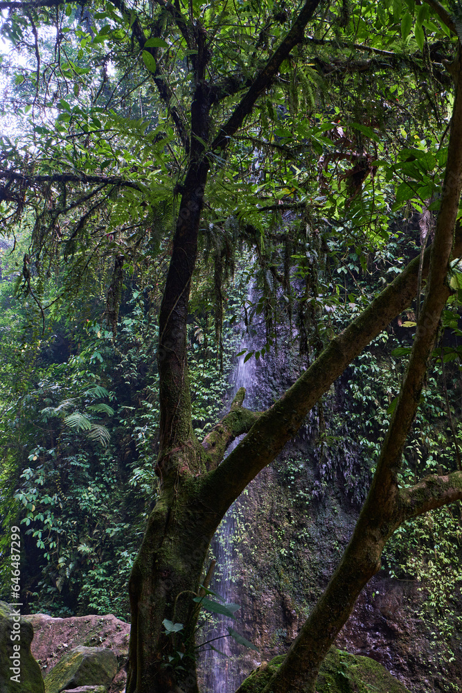 Fototapeta premium Tree with a waterfall background