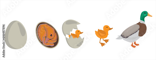 Life cycle of duck vector. Developmental process of duck vector illustration