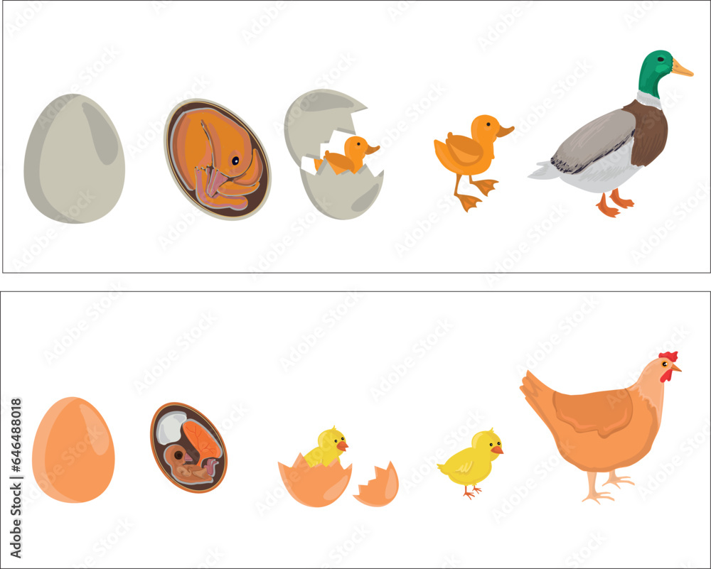 Life cycles of duck and chicken vector. Developmental process of duck and chicken illustration Life cycles of duck and chicken vector. Developmental process of duck and chicken illustration