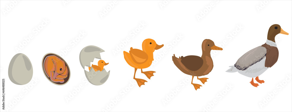 Life cycle of duck vector. Developmental process of duck vector illustration