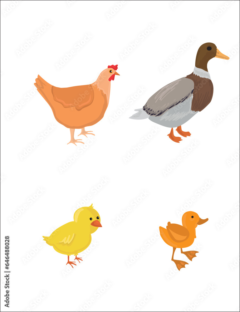 Life cycles of duck and chicken vector. Developmental process of duck and chicken illustration