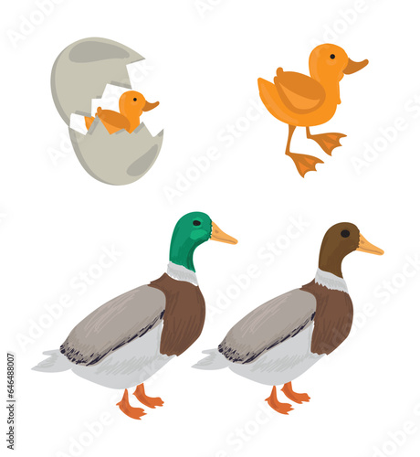 Life cycle of duck vector. Developmental process of duck vector illustration
