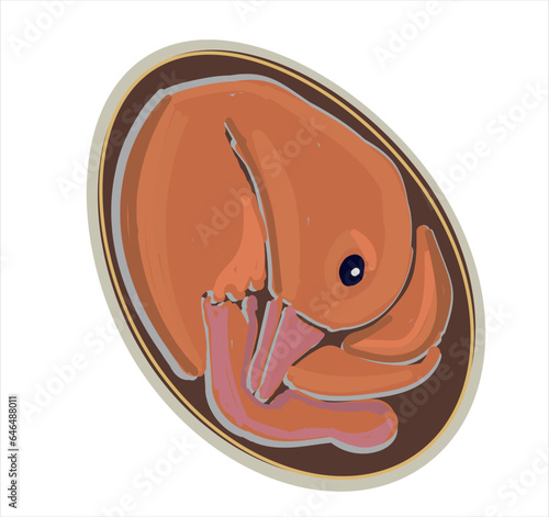Life cycle of duck vector. Developmental process of duck vector illustration