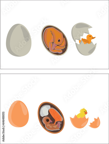 Life cycles of duck and chicken vector. Developmental process of duck and chicken illustration