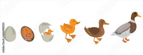 Life cycle of duck vector. Developmental process of duck vector illustration